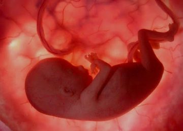 baby developing in mother's womb